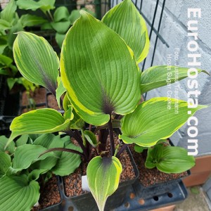 Hosta Sugar cookie