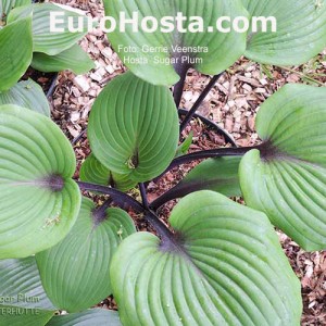 Hosta Sugar Plum