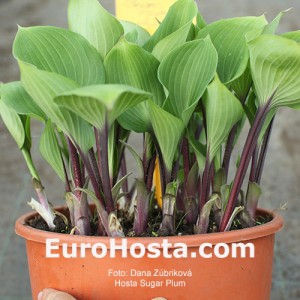 Hosta Sugar Plum