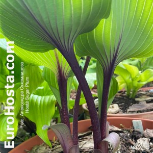 Hosta Sugar Plum