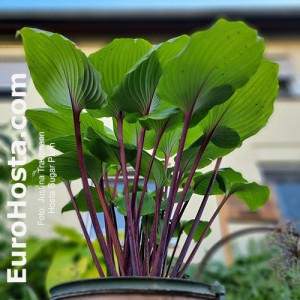 Hosta Sugar Plum