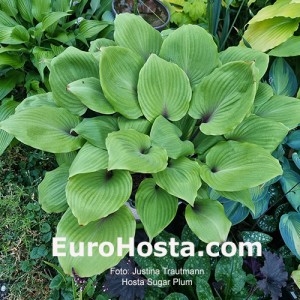 Hosta Sugar Plum