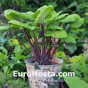 Hosta Sugar Plum
