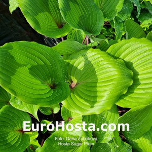 Hosta Sugar Plum