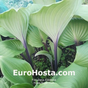 Hosta Sugar Plum