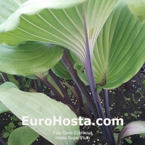 Hosta Sugar Plum