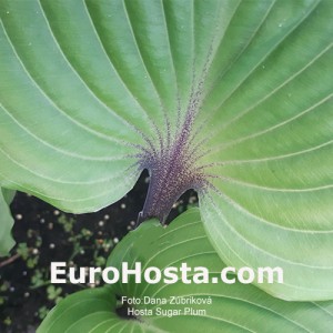 Hosta Sugar Plum