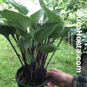 Hosta Sugar Plum