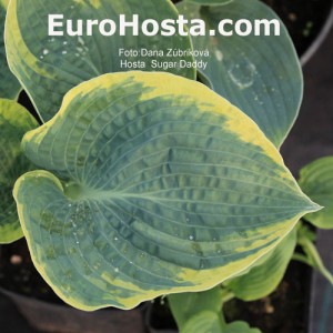 Hosta Sugar Daddy - Eurohosta