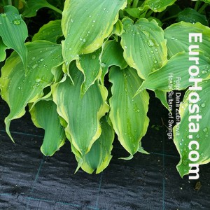 Hosta Sultans of Swing