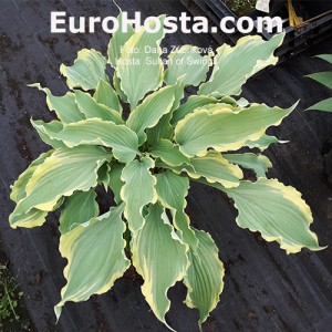 Hosta Sultans of Swing