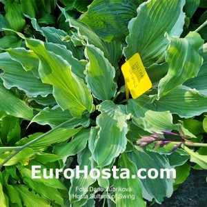 Hosta Sultans of Swing