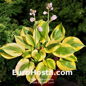 Hosta Summer Lovin - Eurohosta