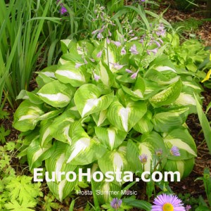 Hosta Summer Music - Eurohosta