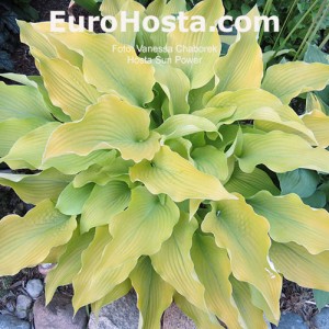 Hosta Sun Power - Eurohosta