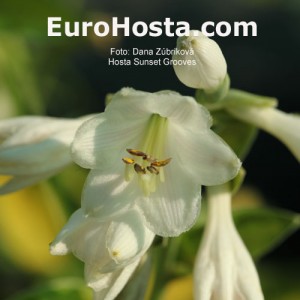 Hosta Sunset Grooves - Eurohosta