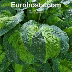 Hosta Super Nova - Eurohosta