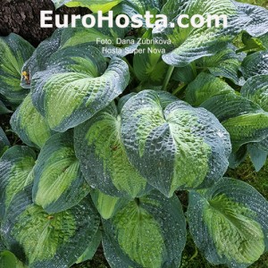 Hosta Super Nova - Eurohosta