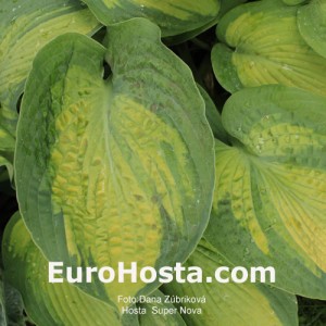 Hosta Super Nova - Eurohosta