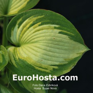 Hosta Super Nova - Eurohosta