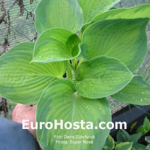 Hosta Super Nova - Eurohosta