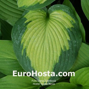 Hosta Super Nova - Eurohosta