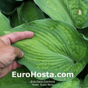 Hosta Super Nova - Eurohosta