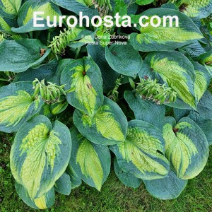 Hosta Super Nova - Eurohosta