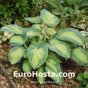 Hosta Super Nova - Eurohosta