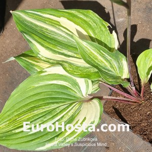 Hosta Valley’s Suspicious Mind