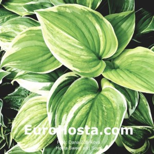 Hosta Sweet and Sour