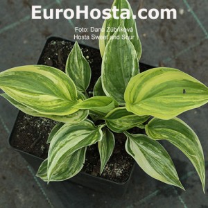 Hosta Sweet and Sour