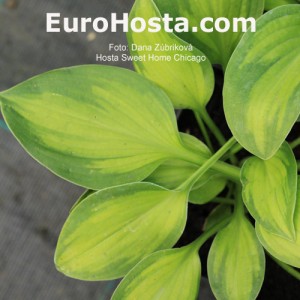 Hosta Sweet Home Chicago