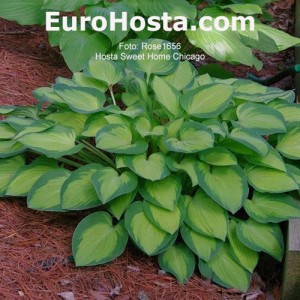 Hosta Sweet Home Chicago