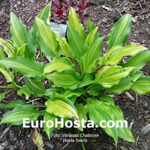 Hosta Swirls