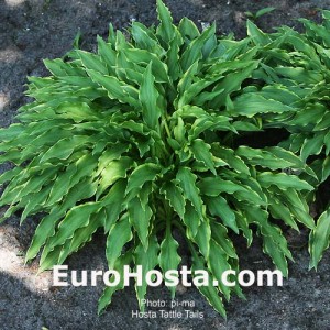 Hosta Tattle Tails Eurohosta