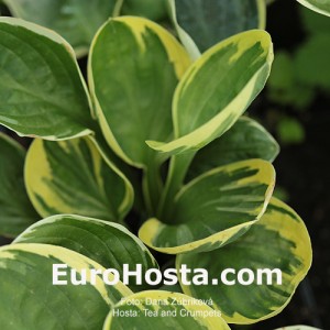 Hosta Tea and Crumpets - Eurohosta