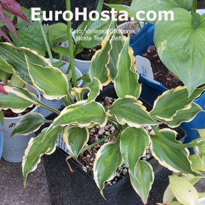 Hosta Tea at Betty’s