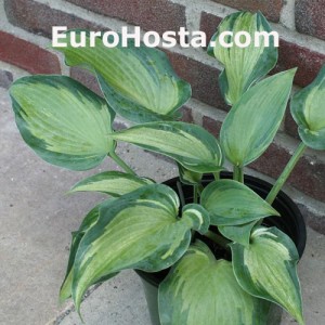 Hosta Teacher's Pride