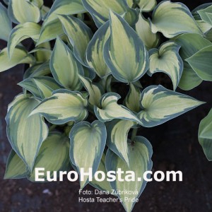 Hosta Teacher's Pride