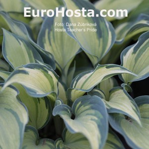 Hosta Teacher's Pride