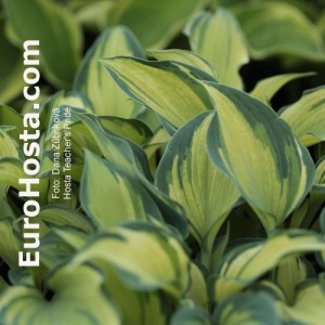 Hosta Teacher's Pride