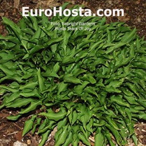 Hosta Tears of Joy 