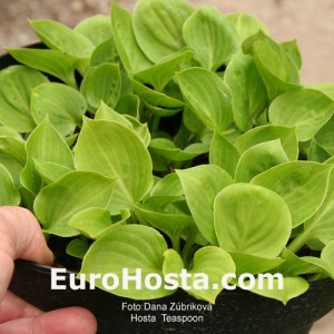 Hosta Teaspoon - Eurohosta