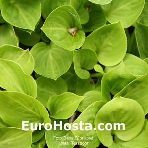 Hosta Teaspoon - Eurohosta