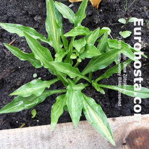 hosta Teeny-weeny Bikini Streaked