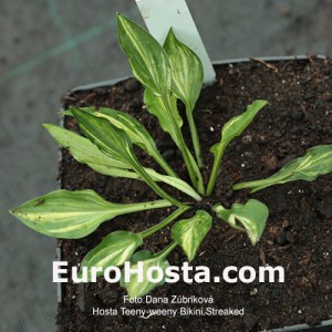 hosta Teeny-weeny Bikini Streaked