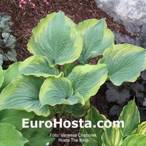 Hosta The King - Eurohosta