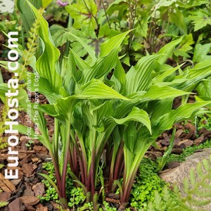 Hosta The Razor's Edge - Eurohosta