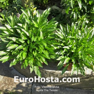 Hosta The Twister